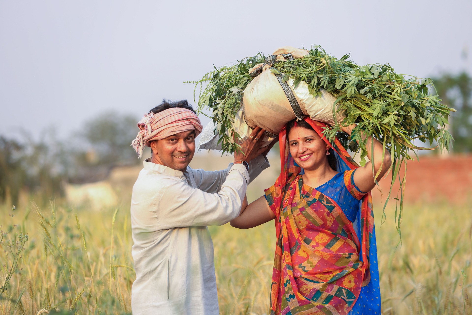 Young indian farmer couple working at agriculture field together. Rural india.