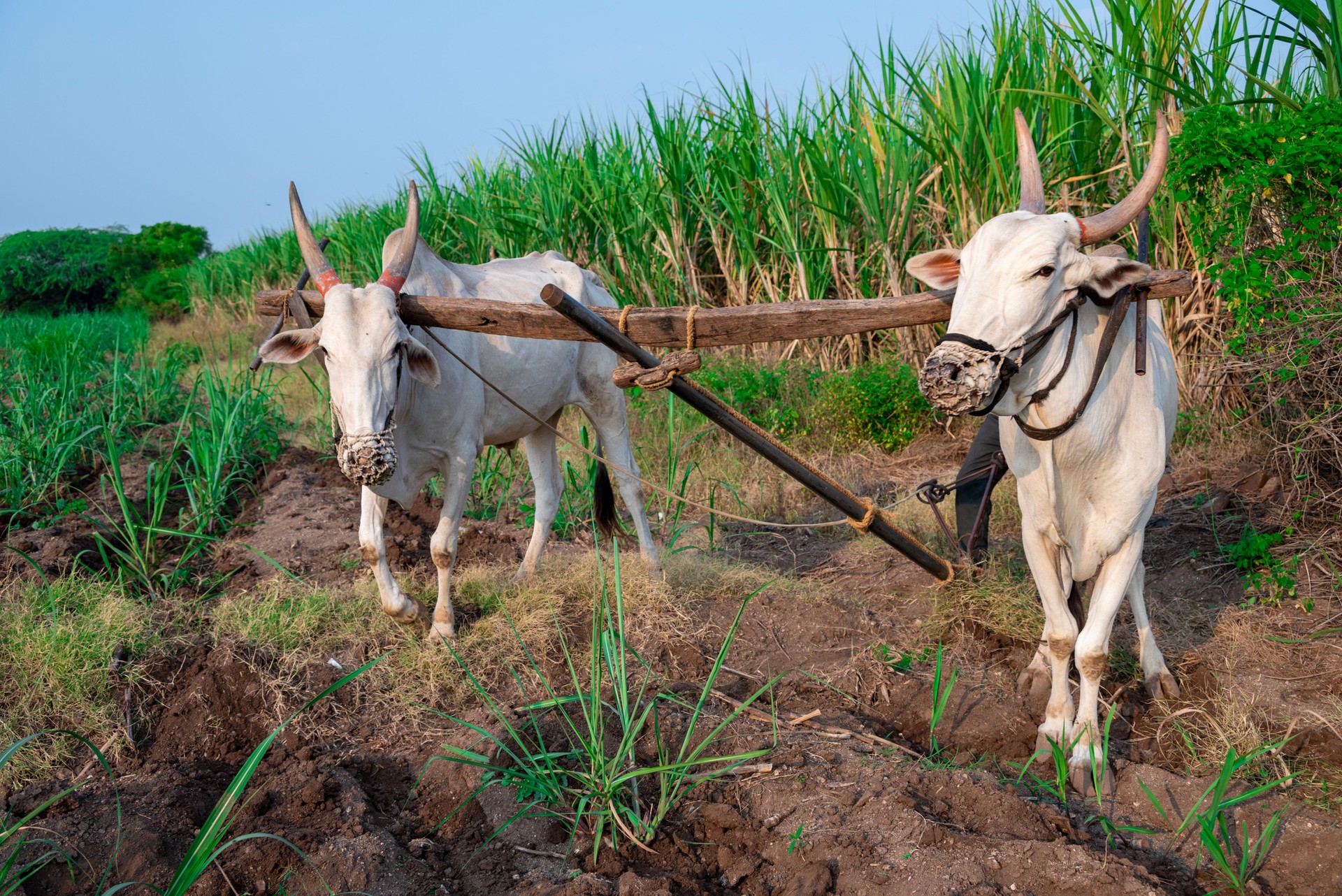 An farmer ploughing the field in rural. Indian farmer plowing fields with a pair of oxen using traditional plough