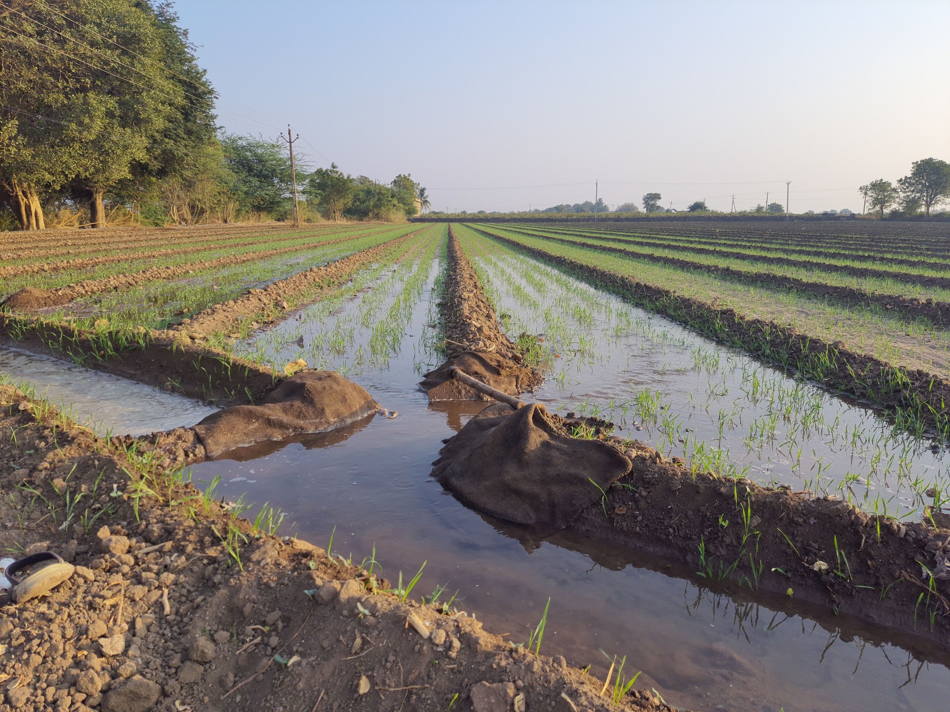 Wheat crop field watering