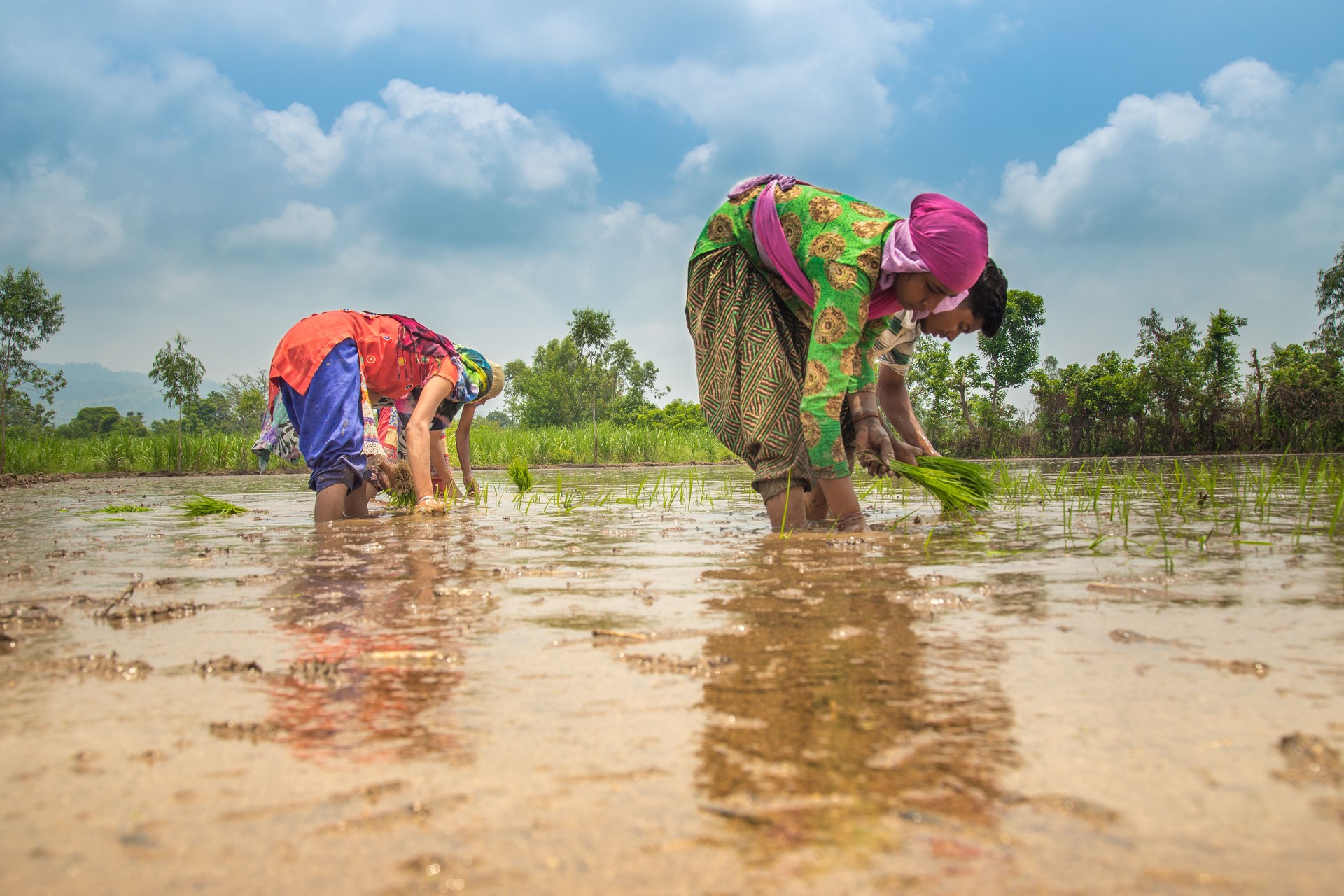 Group of Indian village farmers working in a paddy field