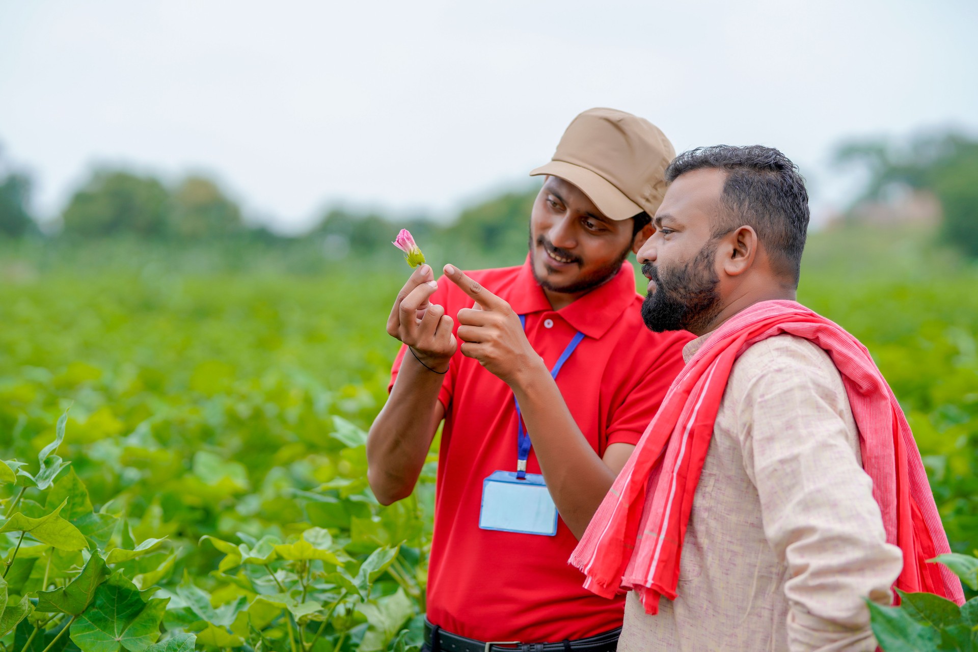 Indian agronomist or officer discussing with farmer at green cotton agriculture field.